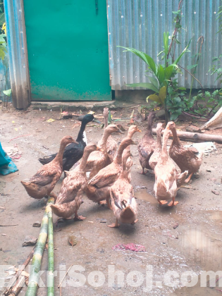 পাতি হাঁস